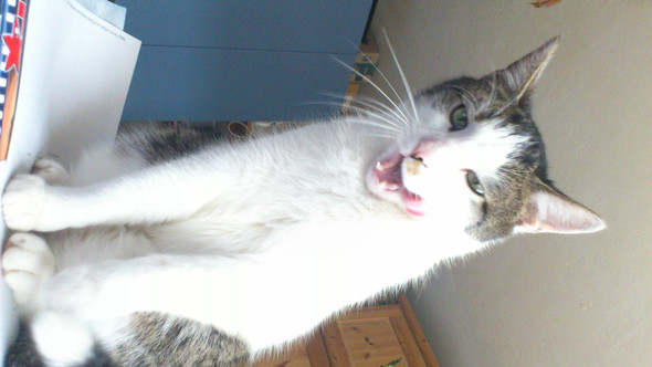 warum fressen katzen keine mause katze maus