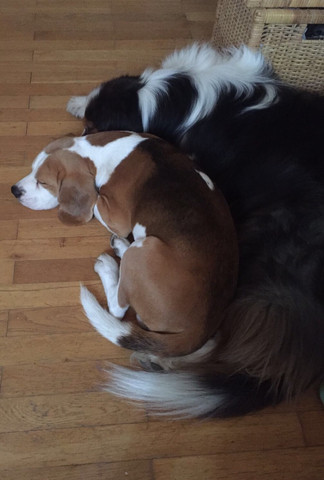 Zuhause  - (Tiere, Hund, Beagle)