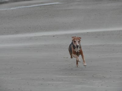 Hund am Strand - (Tiere, Hund, Beagle)