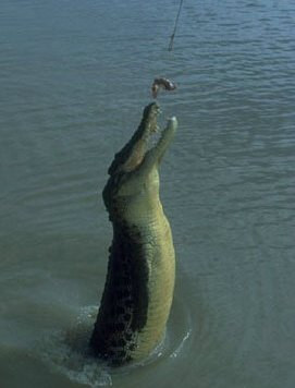 ein  Krokodil wwärend es hüpft - (Tiere, Biologie, lustig)