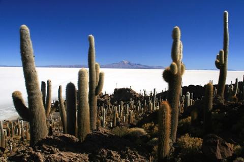 Salar de Uyuni in Bolivien - (Reise, Südamerika, rucksackreise)