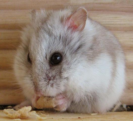 Campbell Zwerghamster - (Hamster, Terrarium, Zwerghamster)