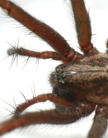 Spinnenkopf - (Insekten, Käfer)