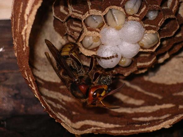 Hornissenkönigin beim Füttern. - (Biologie, Natur, Insekten)