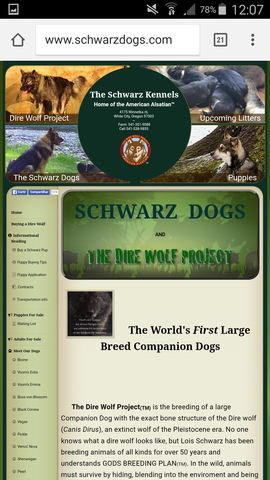 Die American Alsatian - (Tiere, Haustiere, Wölfe)