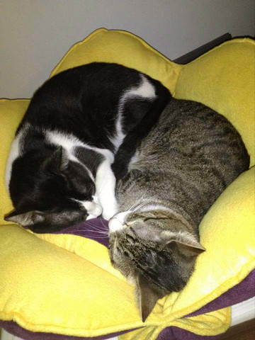 - (Katze, Fell)