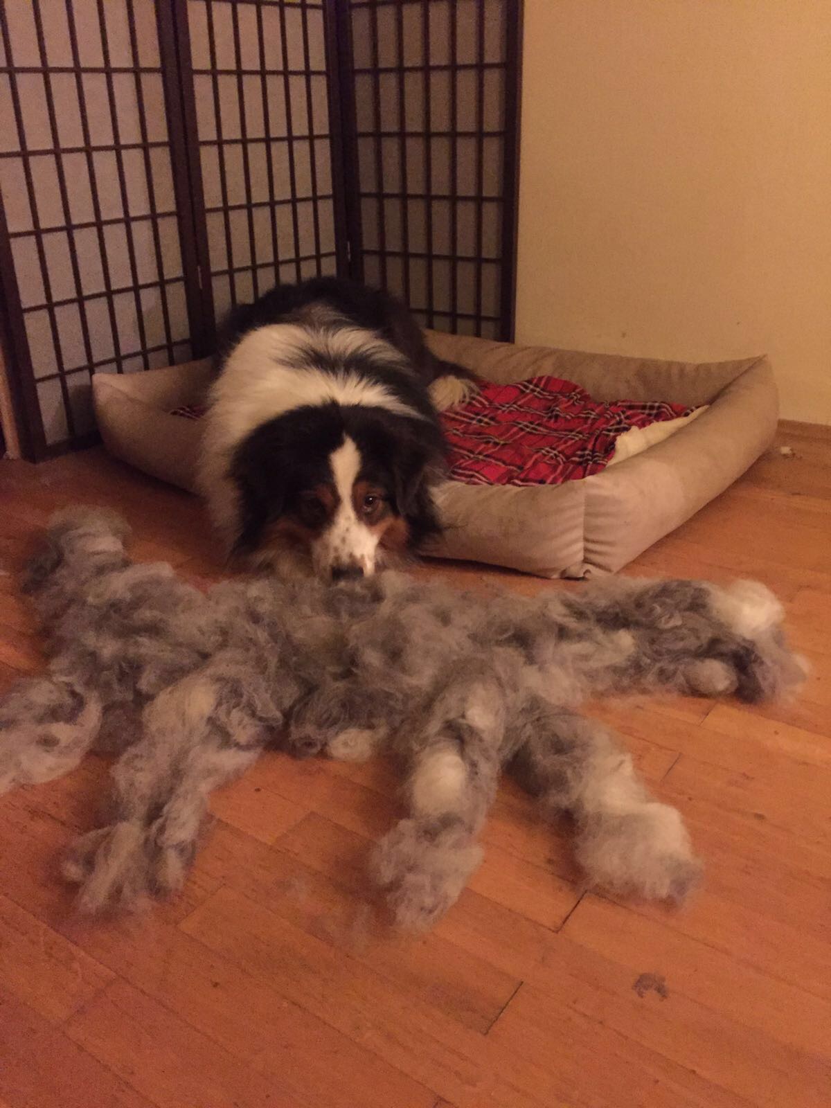 Hund verliert büschel weise Fell?