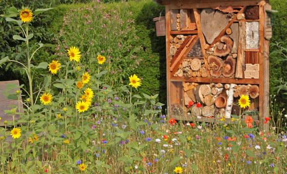 Wie wird aus einem grünen Rasen eine Blumenwiese? (Garten)