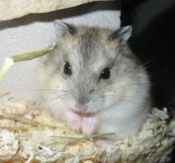 Dsungarischer Zwerghamster - (Tiere, Hamster)