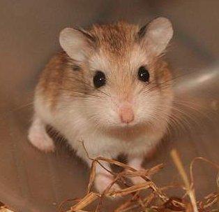 Roborowski Zwerghamster - (Tiere, Hamster)