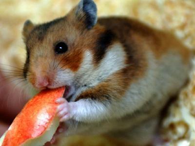 Goldhamster - (Tiere, Hamster)
