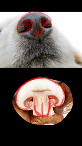 Tipps Hundenase Zeichnen Skizze