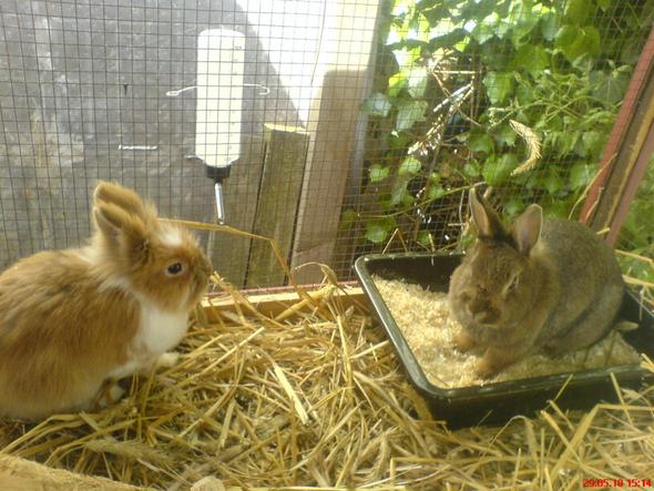 paula und emma - (Kaninchen, Mutter überreden)