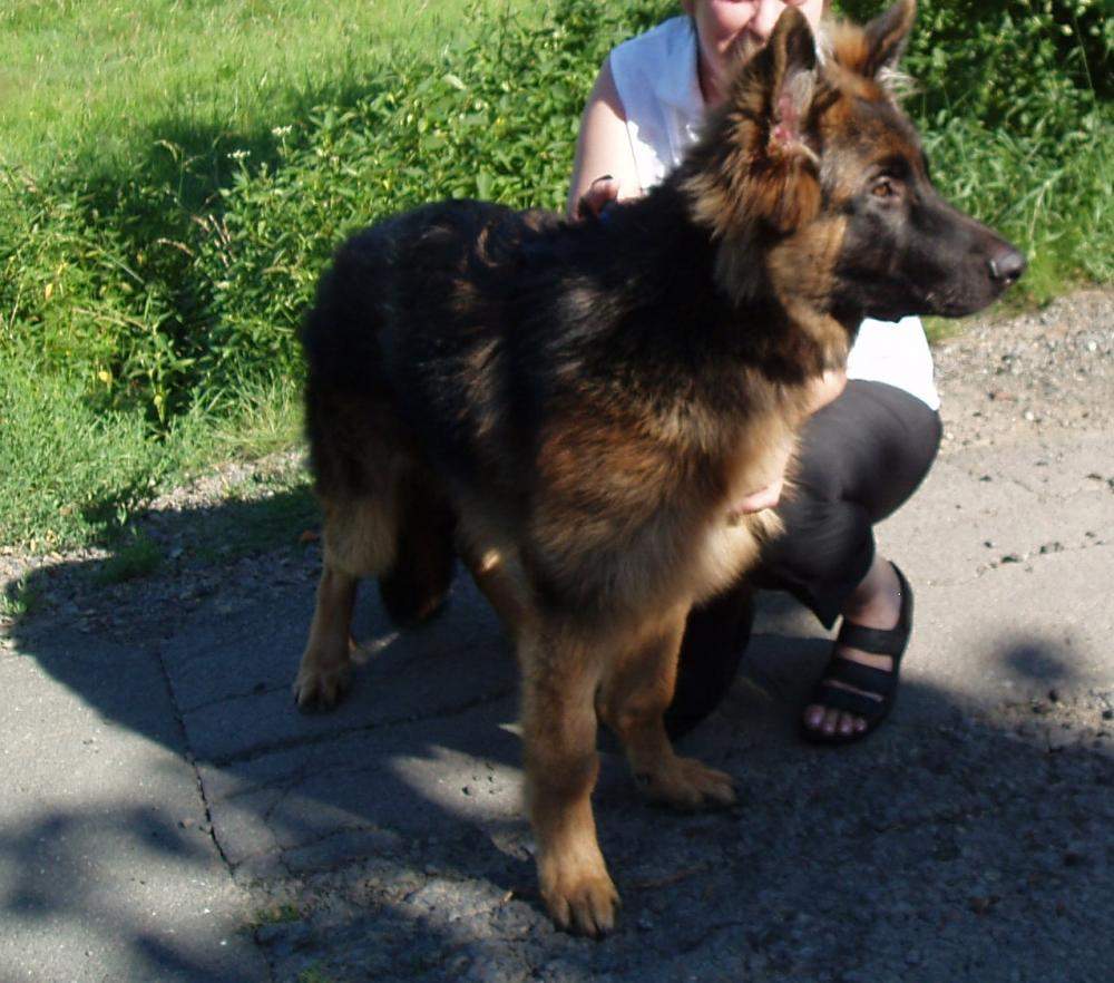 YORKSHIRE TERRIER Schlapp&amp; Stehohren? (Tiere, Hund, Haustiere)