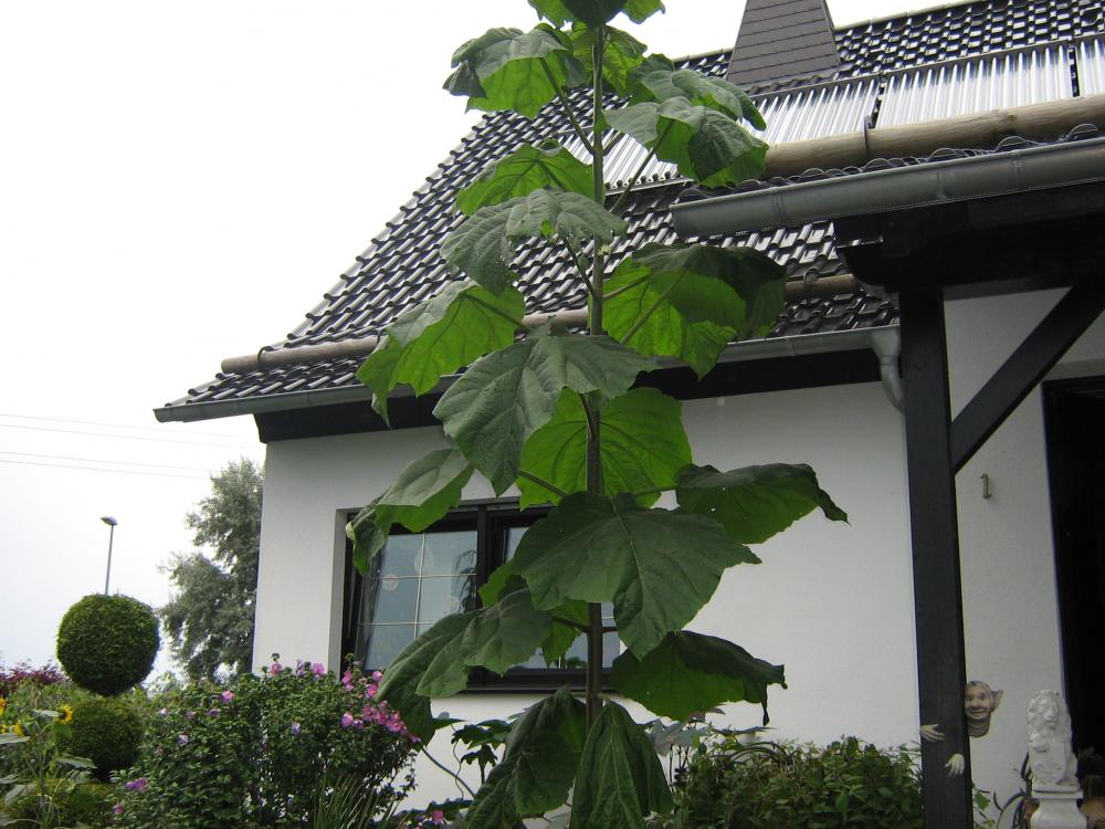 Wer kennt die Pflanze Mamutblatt? (Garten)