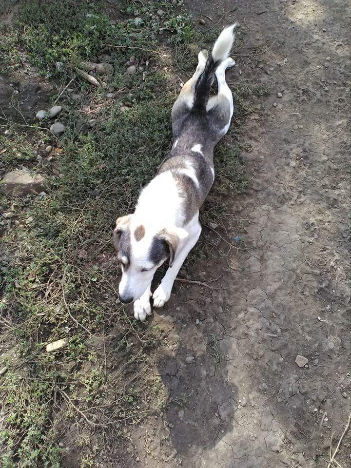 Hund setzt sich komisch hin. Ist das normal? (Haustiere, Tierarzt)