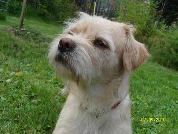 Unser "Straßenhund" Jamy - (Tierheim, Problemhund, aggressiver Hund)