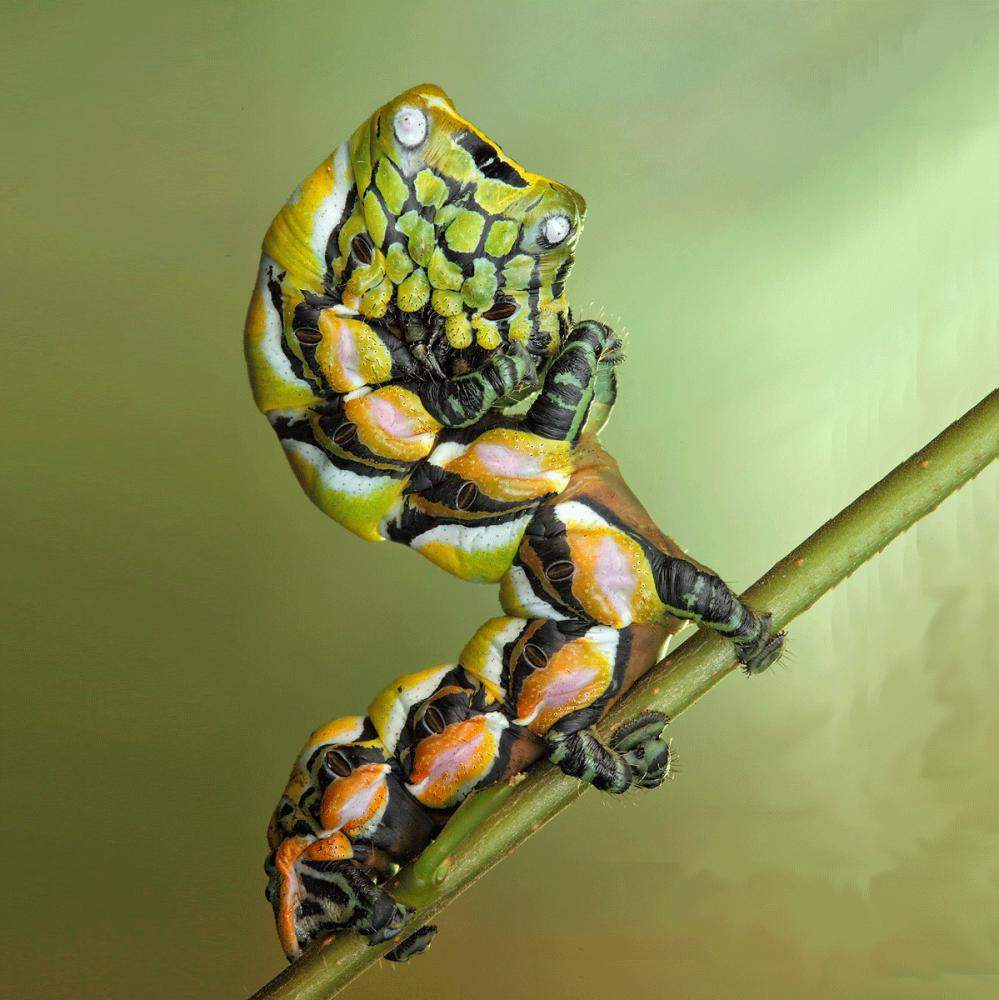 Wie groß ist die größte Raupe der Welt? (Größe)