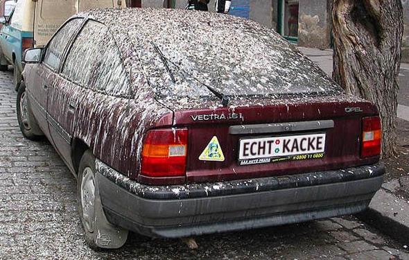 imageshak - (Umwelt, Umweltbelastung, Mairegen)