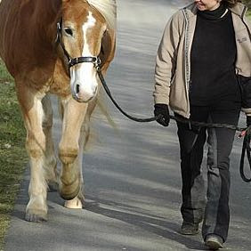 Richtiges führen vom Pferd  - (Pferd, Pony, Rat)