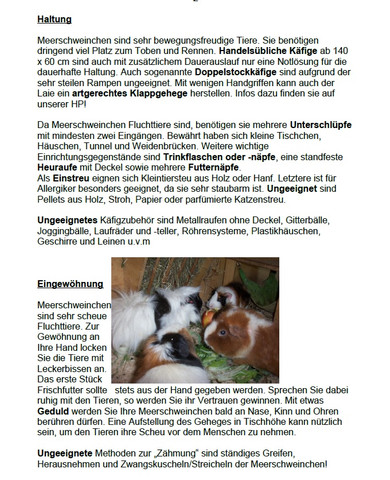 - (Wohnung, Meerschweinchen, zu Hause)