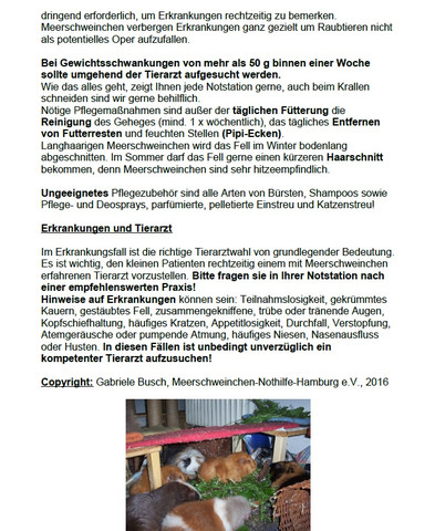 - (Wohnung, Meerschweinchen, zu Hause)
