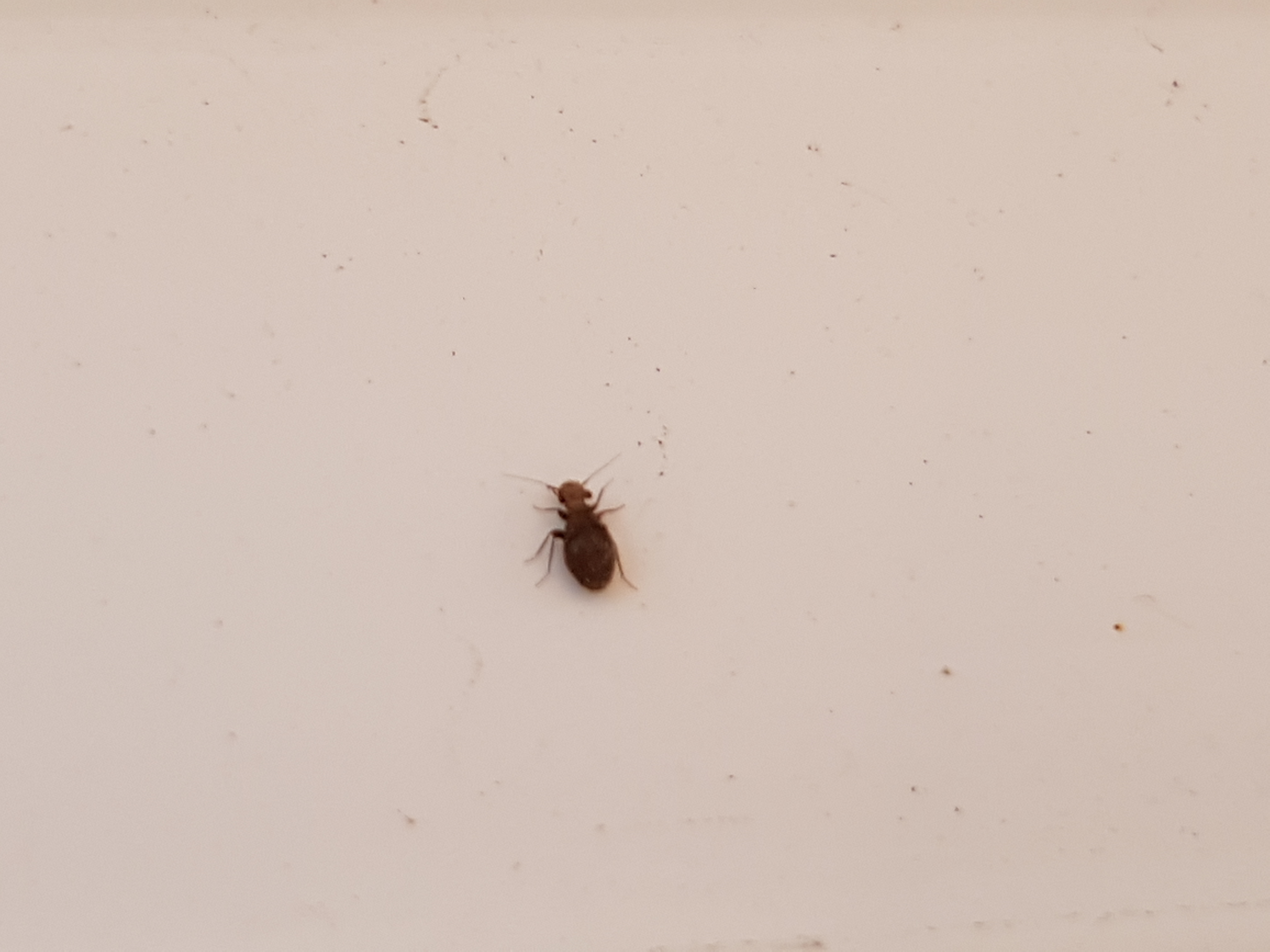 In unserer neuen Wohnung ist uns aufgefallen, dass im Bereich der Balkontür winzig kleine