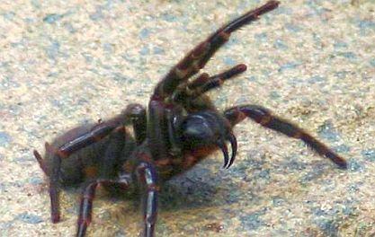 Trichterspinne - (Australien, Spinnen, Phobie)