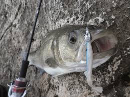 - (Fische, Meer, angeln)