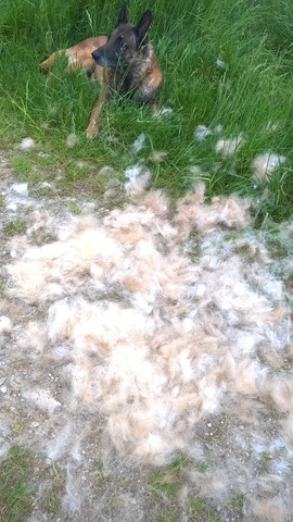 hund verliert standig haare tiere fell