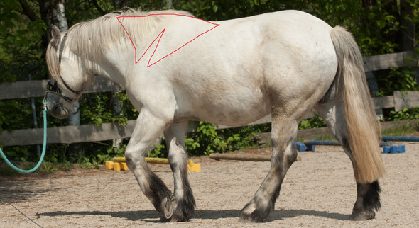 Trapetzmuskel Beim Pferd Wie Sollte Er Sein Tiere Pferde Reiten