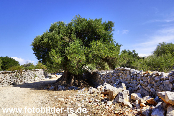 Olivenpark Lun eine alte Olive - (Urlaub, Reise, Länder)