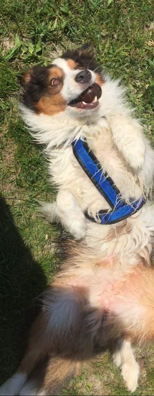 Kastration bei einem Rüden, erfahrungen? (Hund, Kastrieren, ruhig)