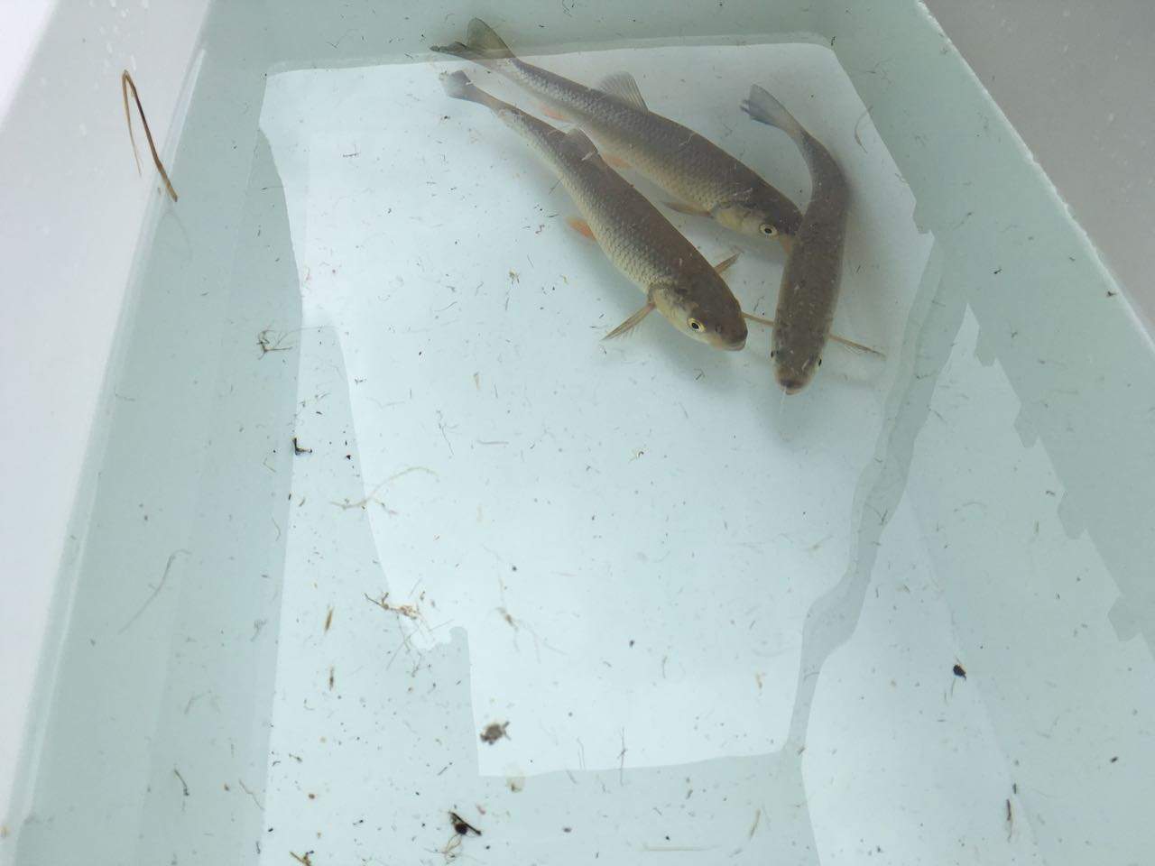 Fische im Gartenteich gefunden. Kennt jemand diese Fische? (Teich)