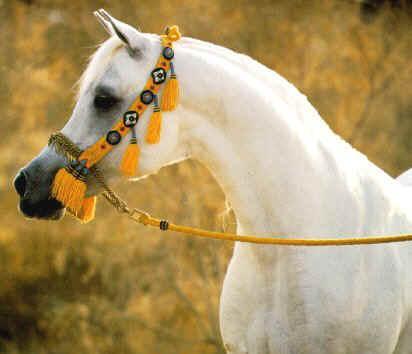 Hechtkopf beim Arabischen Vollblut - (Pferde, Reiten, Pony)