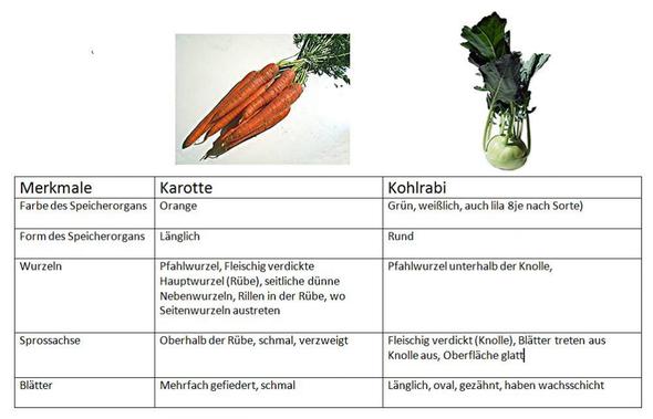 Karotte und Kohlrabi  - (Biologie, Garten, Gemüse)