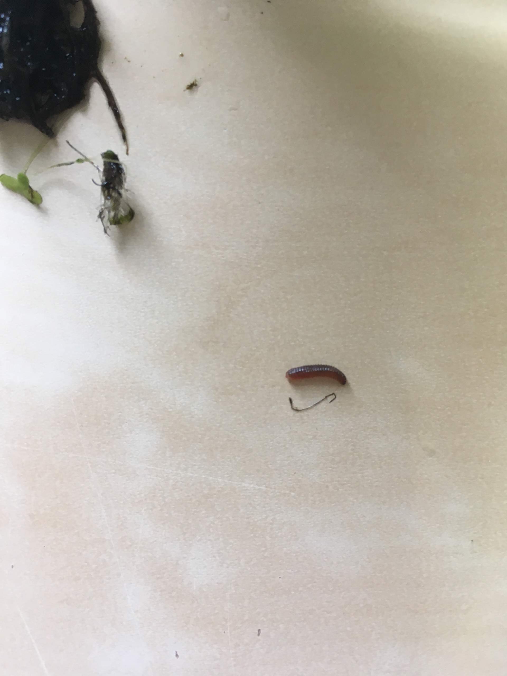Gibt es einen Wurm der meine Schwimmpflanze im Teich frisst? (Pflanzen