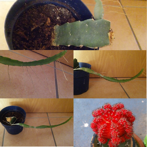 🌵 - (Pflanzen, Kakteen)