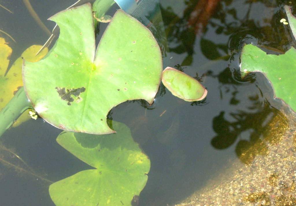 Gibt es einen Wurm der meine Schwimmpflanze im Teich frisst? (Pflanzen