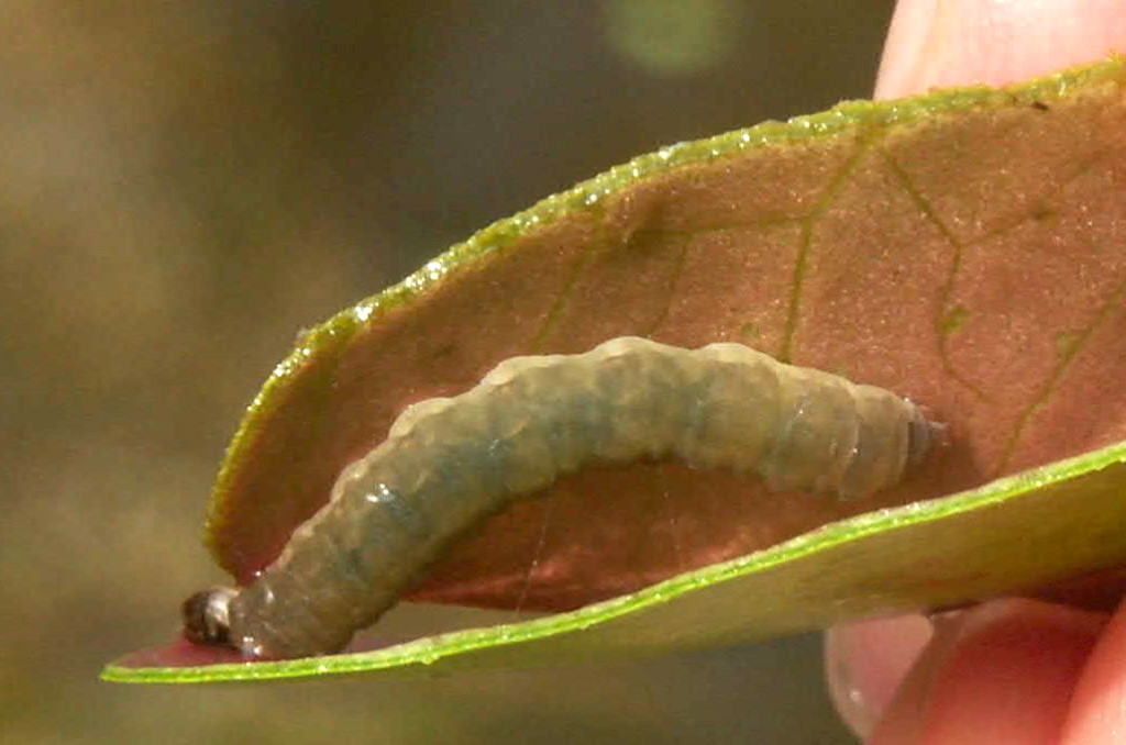 Gibt es einen Wurm der meine Schwimmpflanze im Teich frisst? (Pflanzen