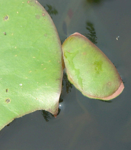 Seerosenblatt - (Pflanzen, Schädlinge, Würmer)