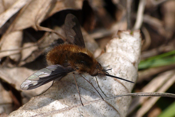 - (Tiere, Biologie, Insekten)