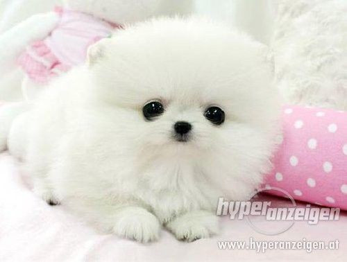 - (Tiere, Hund, Rasse)