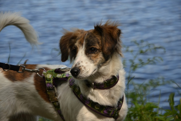 Mein Hund Finja - (Tiere, Hund, Eltern)