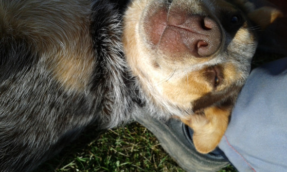 - (Hund, Haustiere, Charakter)