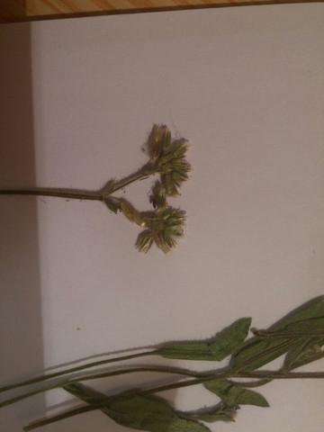 - (Biologie, Garten, Pflanzen)