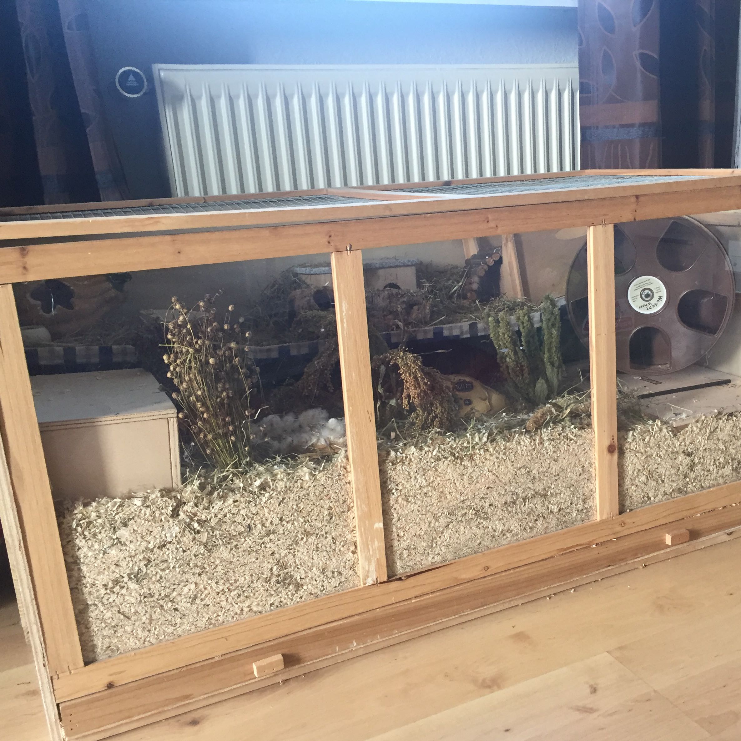 Hamster sitzt im Käfig in der Ecke? (Kleintiere)
