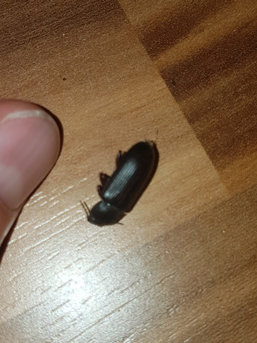 Habe folgende käfer oder larven in der küche? Was sind das für dinger