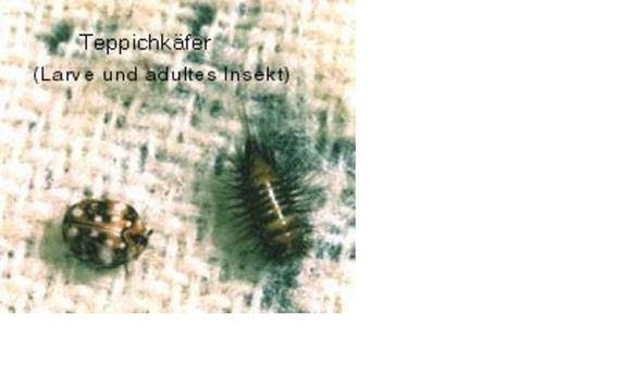 Teppichkäfer - (Insekten, klein, behaart)
