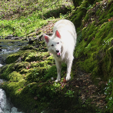 weißes Wölfchen ;)  - (Tiere, Hund, Wolf)